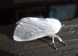 8319 - Leucoma salicis; Satin Moth; exotic