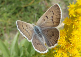 Lycaena heteronea; Blue Copper; female