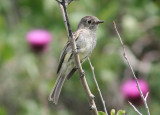 Willow Flycatcher