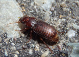 Harpalini Ground Beetle species