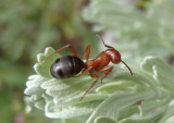 Formica aserva; Wood Ant species