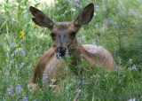 Mule Deer; doe