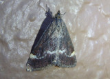 5032 - Pyrausta nicalis; Crambid Snout Moth species