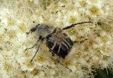 Trichiotinus assimilis; Flower Chafer species