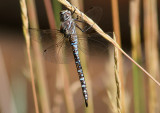 Aeshna Mosaic Darner species; male