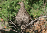 Dusky Grouse; female 