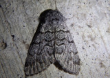9178 - Panthea virginarius; Owlet Moth species