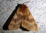 8160 - Neoarctia beanii; Beans Tiger Moth