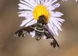Exoprosopa dorcadion; Bee Fly species