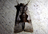 8930 - Syngrapha orophila; Owlet Moth species