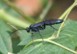 Ichneumoninae Ichneumon Wasp species