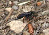 Buathra laborator; Ichneumon Wasp species