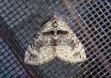 7189 - Dysstroma hersiliata; Orange-barred Carpet