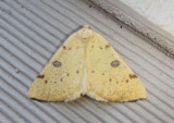 6431 - Hesperumia sulphuraria; Sulphur Moth