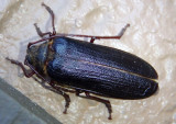 Tragosoma harrisii; Long-horned Beetle species; female