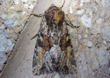 9339 - Apamea auranticolor; Dart Moth species