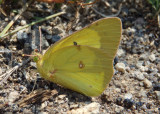 Colias philodice; Clouded Sulphur; male