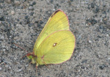 Colias pelidne; Pelidne Sulphur; male