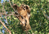 Red-tailed Hawk; rufous morph 