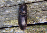 Selatosomus Click Beetle species