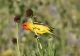 Western Tanager; male