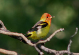 Western Tanager; male