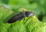 Hemicrepidius Click Beetle species
