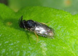 Neodiprion Conifer Sawfly species; male