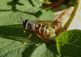 Chrysotoxum Syrphid Fly species