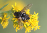 Tachinidae Tachinid Fly species