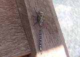 Aeshna interrupta; Variable Darner; male