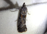 5812 - Telethusia ovalis; Pyralid Moth species