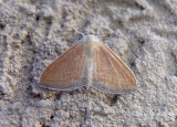 7097 - Lobocleta plemyraria; Straight-lined Wave Moth