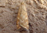 5004 - Loxostege sticticalis; Beet Webworm Moth