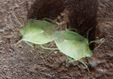 Thyanta custator ;Red-shouldered Stink Bug pair