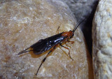 Agathidinae Braconid Wasp species; female