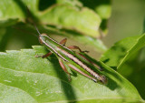 Aptenopedes sphenarioides; Linear-winged Grasshopper; male