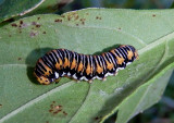9781 - Basilodes pepita; Gold Moth caterpillar