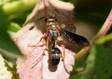 Isodontia exornata; Grass-carrying Wasp species