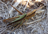 Metaleptea brevicornis; Clip-wing Grasshopper pair