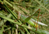 Orchelimum agile; Agile Meadow Katydid; male