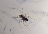 Paratrechina longicornis; Longhorn Crazy Ant