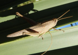 Schistocerca damnifica; Mischievous Bird Grasshopper