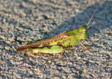 Chortophaga viridifasciata australior; Southern Green-striped Grasshopper