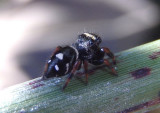 Phidippus regius; Regal Jumper; immature male