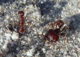 Pogonomyrmex badius; Florida Harvester Ants