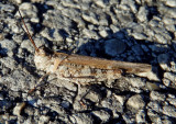 Psinidia fenestralis; Longhorn Band-wing Grasshopper