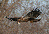 Bald Eagle; first year