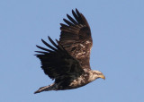 Bald Eagle; 3rd year