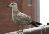 Herring Gull; first winter 